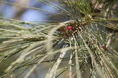 Casuarina equisetifolia